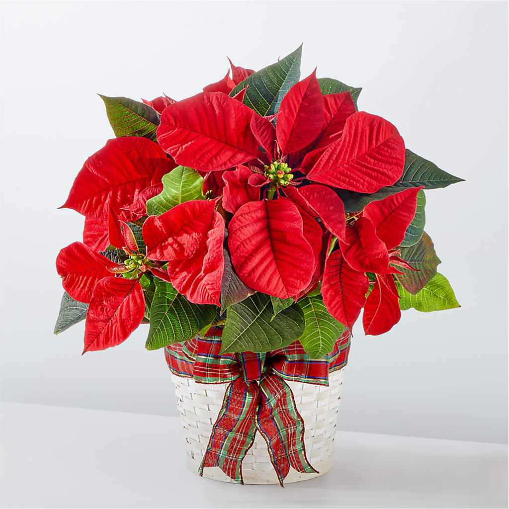 Happiest Holidays Poinsettia – Naugatuck Florist, Naugatuck CT