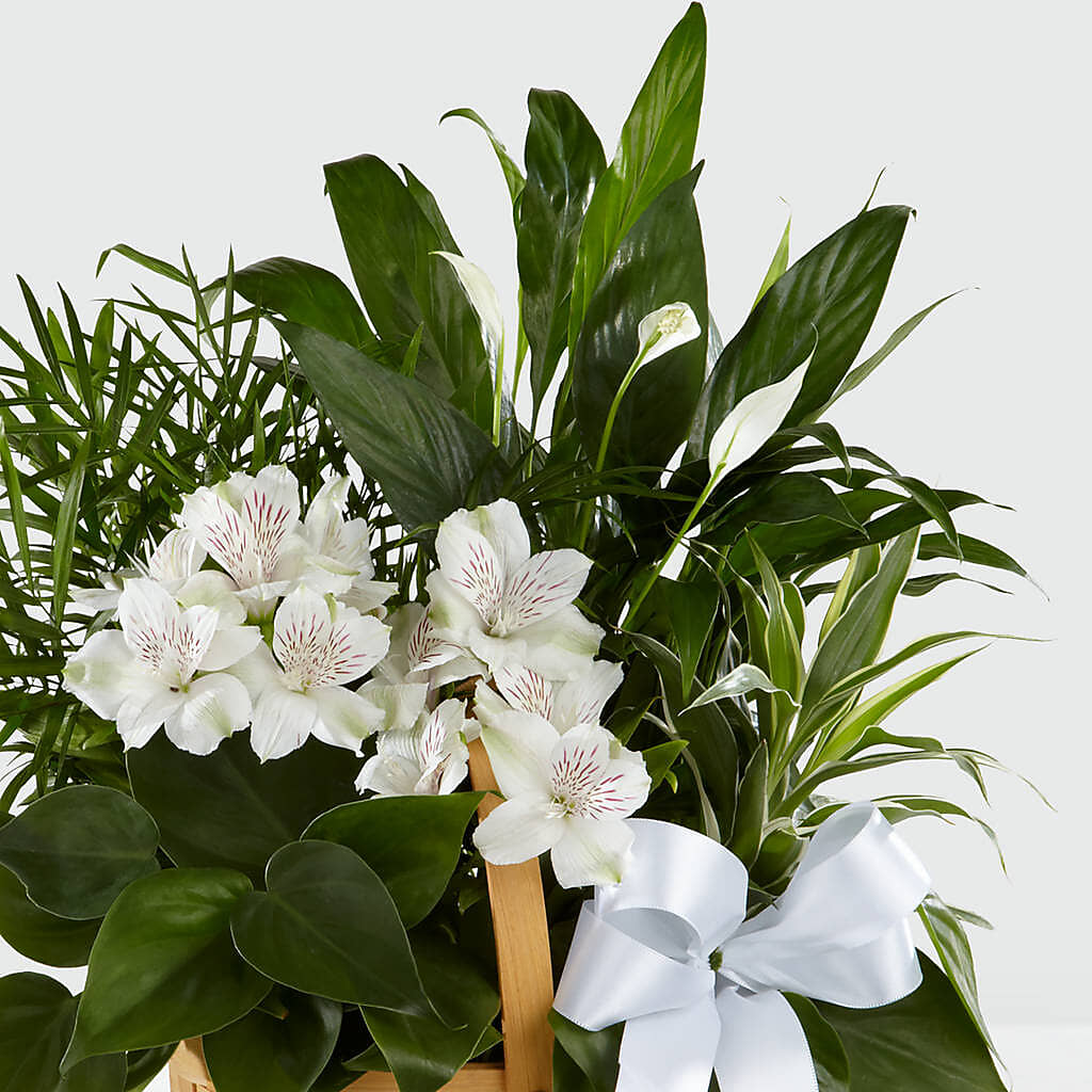 Peace & Serenity Dishgarden – Naugatuck Florist, Naugatuck CT