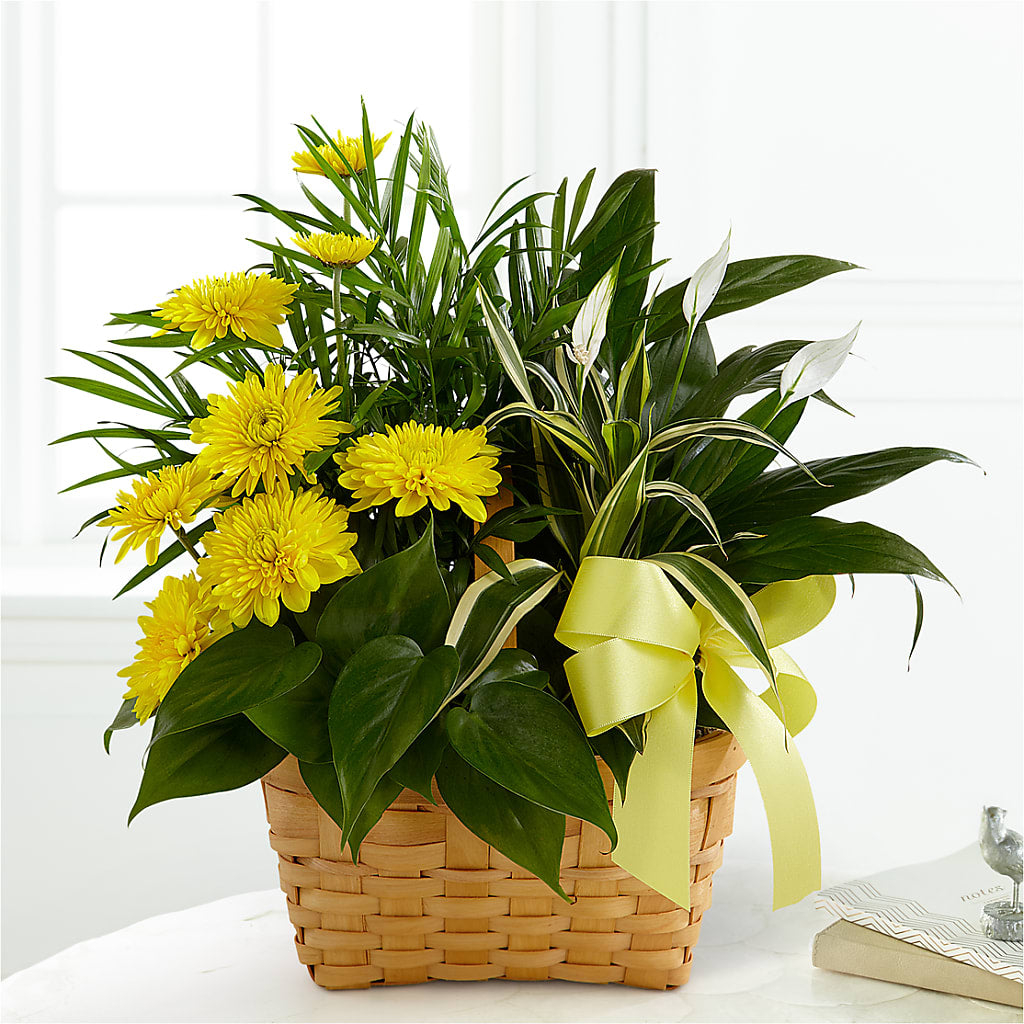 Loving Light Dishgarden – Naugatuck Florist, Naugatuck CT