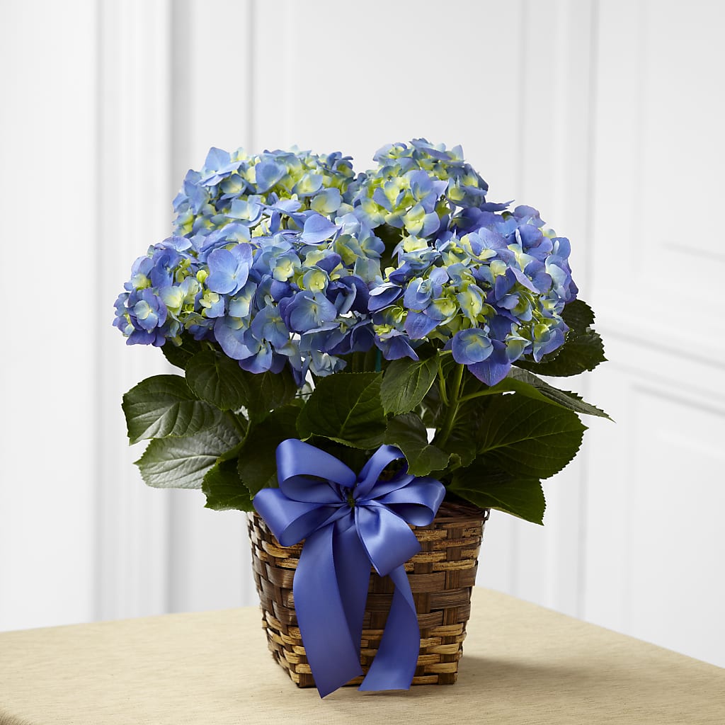 Blue Hydrangea Planter – Naugatuck Florist, Naugatuck CT
