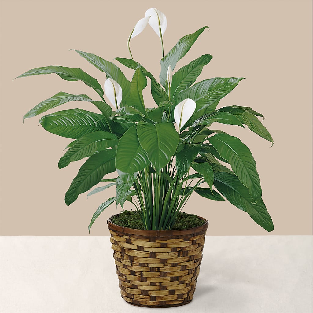 Tranquil Moments Peace Lily Plant – Naugatuck Florist, Naugatuck CT