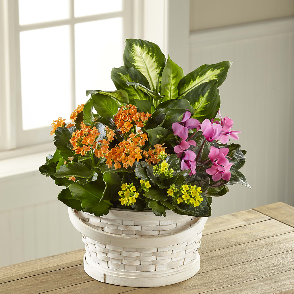 Color Crush Dishgarden – Naugatuck Florist, Naugatuck CT