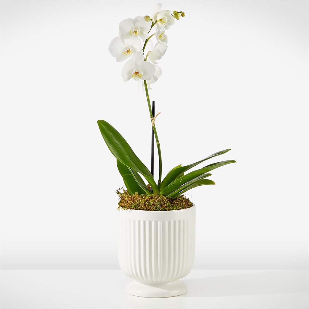 Whispering White Orchid – Naugatuck Florist, Naugatuck CT