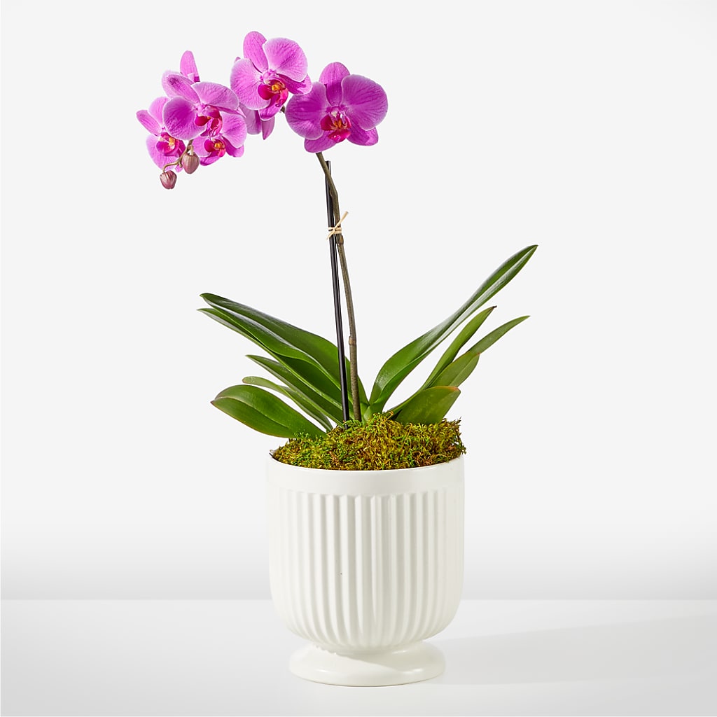 Friendly Fuchsia Orchid – Naugatuck Florist, Naugatuck CT