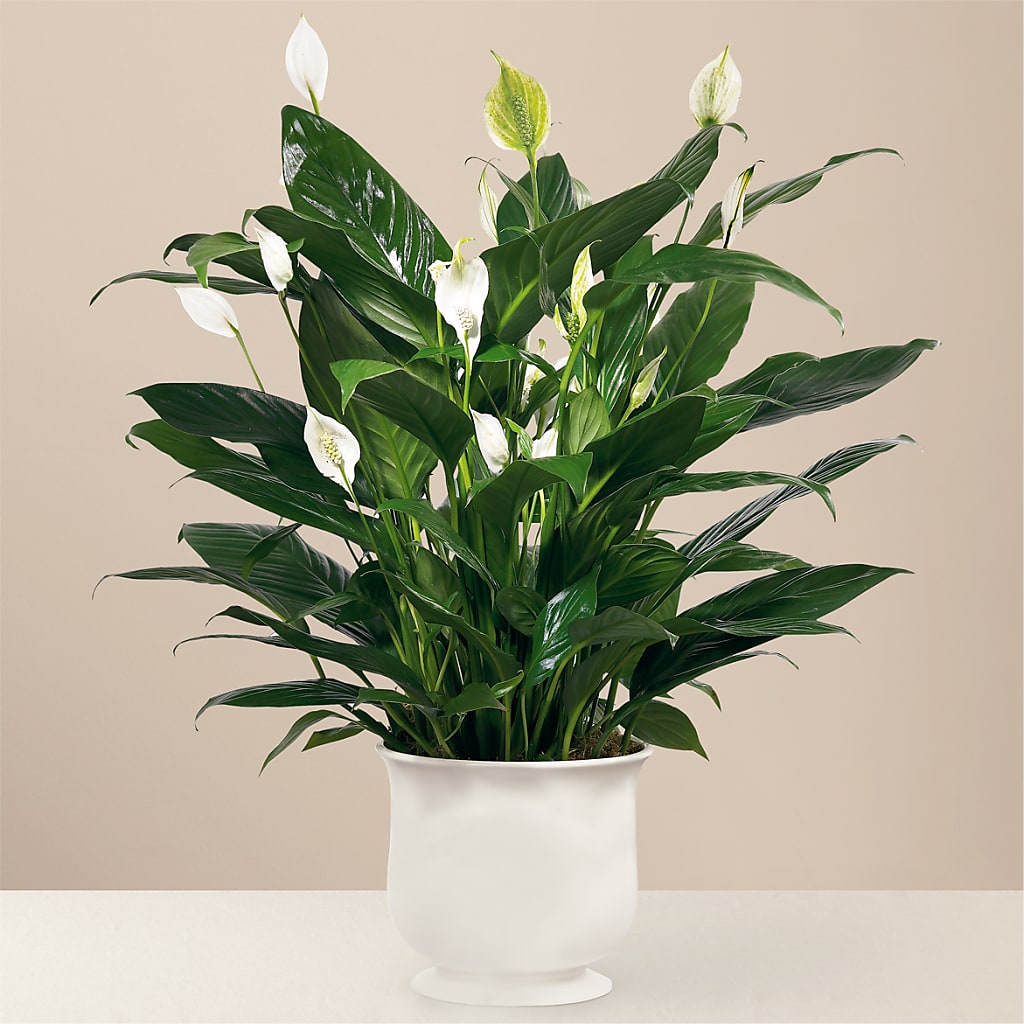 Comfort Planter – Naugatuck Florist, Naugatuck CT