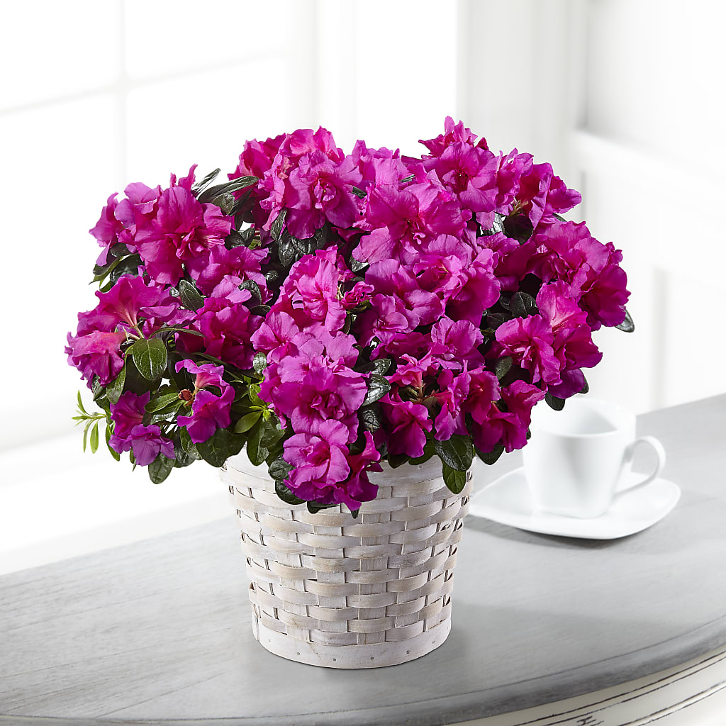 Hope & Serenity Azalea Plant – Naugatuck Florist, Naugatuck CT
