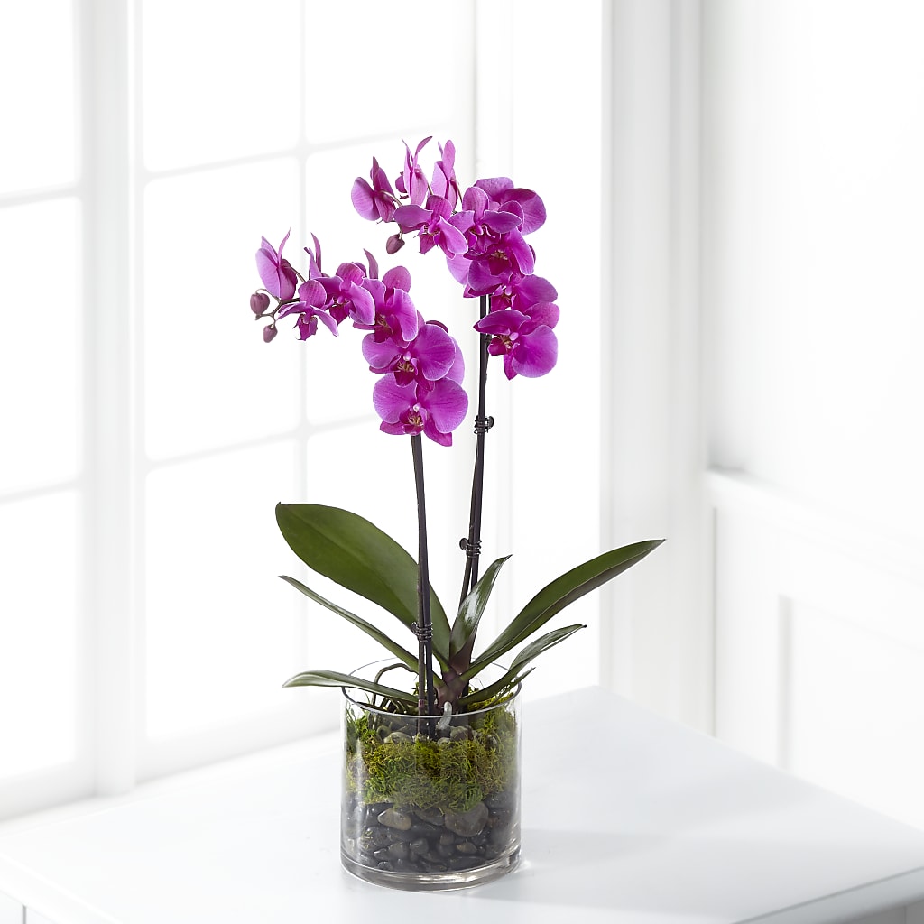 Pink Orchid Plant – Naugatuck Florist, Naugatuck CT
