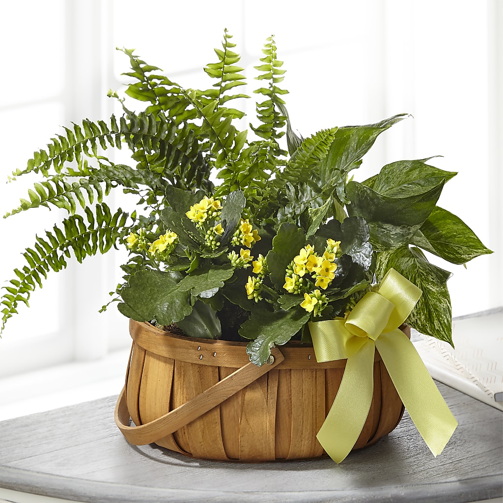 Always Dear Dishgarden – Naugatuck Florist, Naugatuck CT