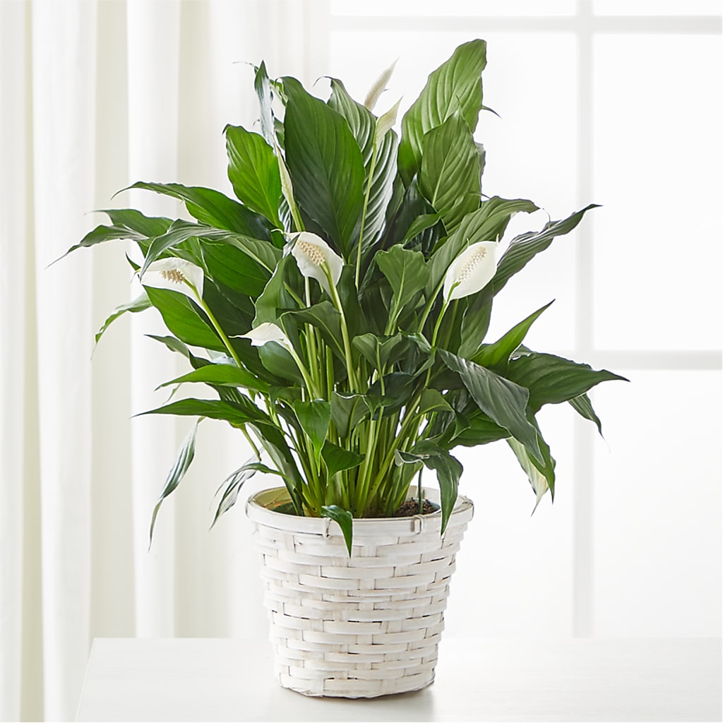 A New Leaf Peace Lily – Naugatuck Florist, Naugatuck CT