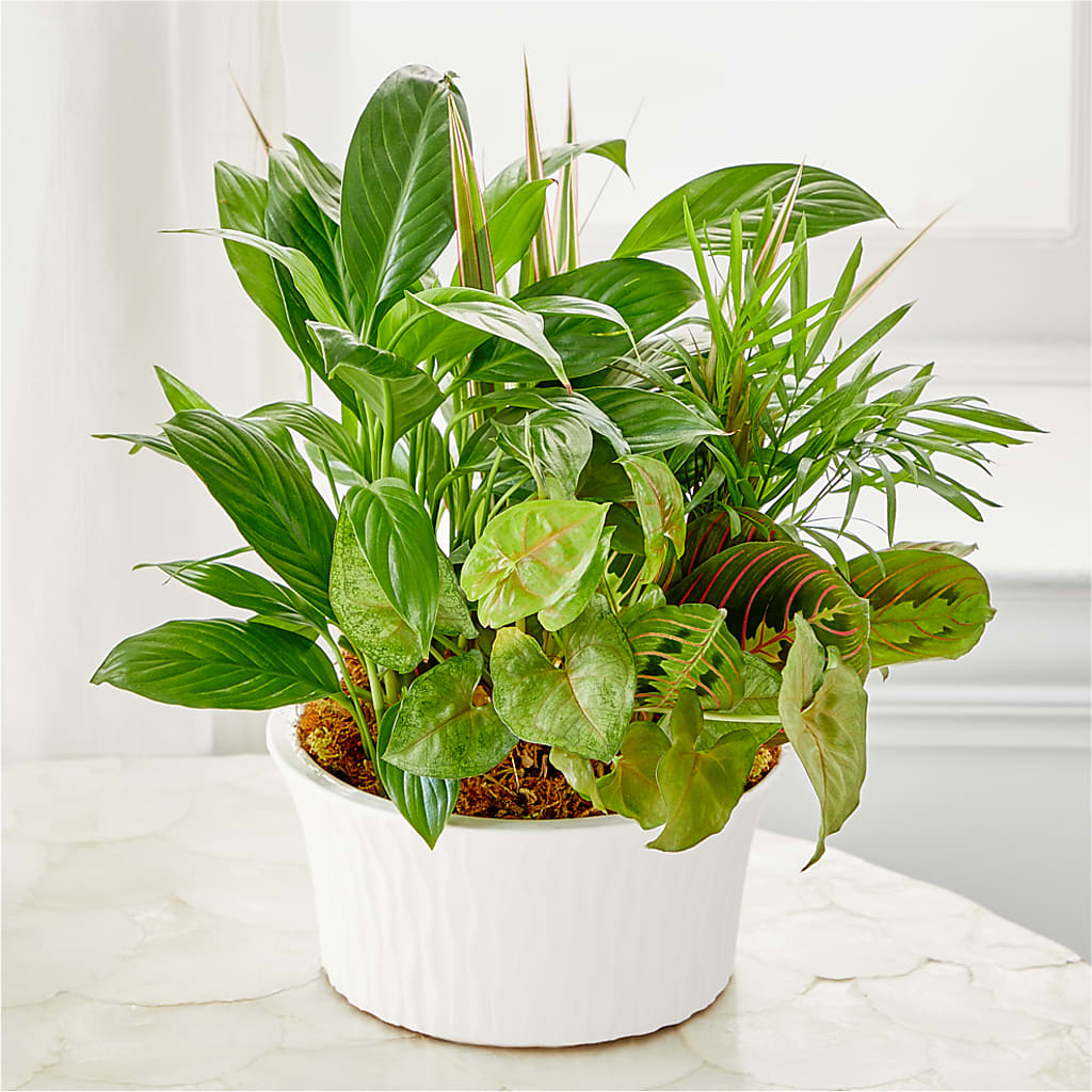 Balance & Harmony Dishgarden – Naugatuck Florist, Naugatuck CT
