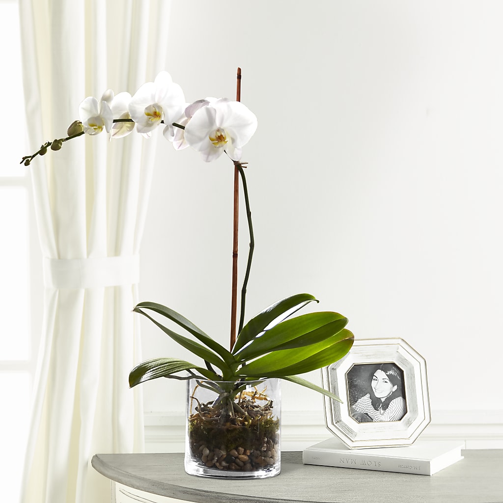 White Orchid Planter – Naugatuck Florist, Naugatuck CT