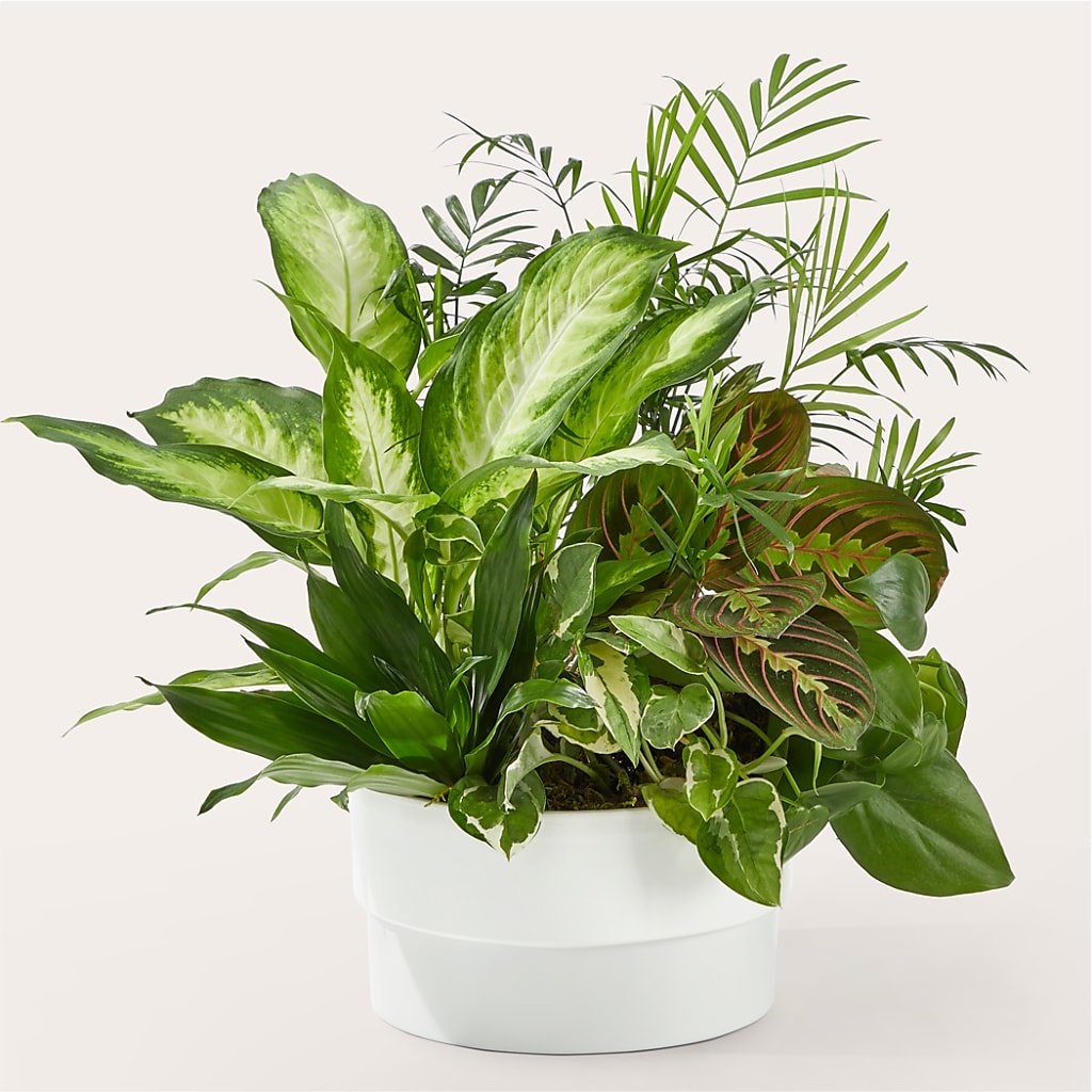 Radiating Positivity Dishgarden – Naugatuck Florist, Naugatuck CT