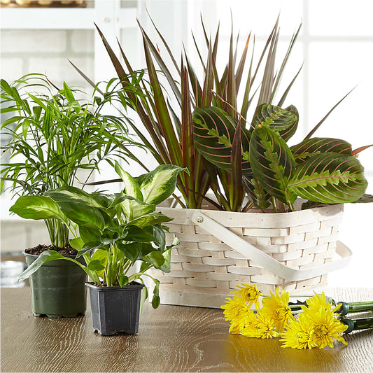 Florist Designed Blooming and Green Plants in a Basket –  Naugatuck Florist, Naugatuck CT