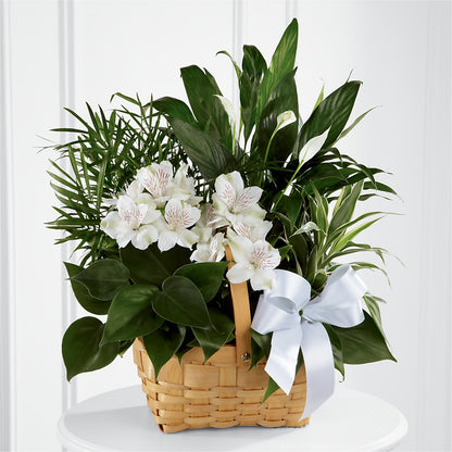 Peace & Serenity Dishgarden –  Naugatuck Florist, Naugatuck CT
