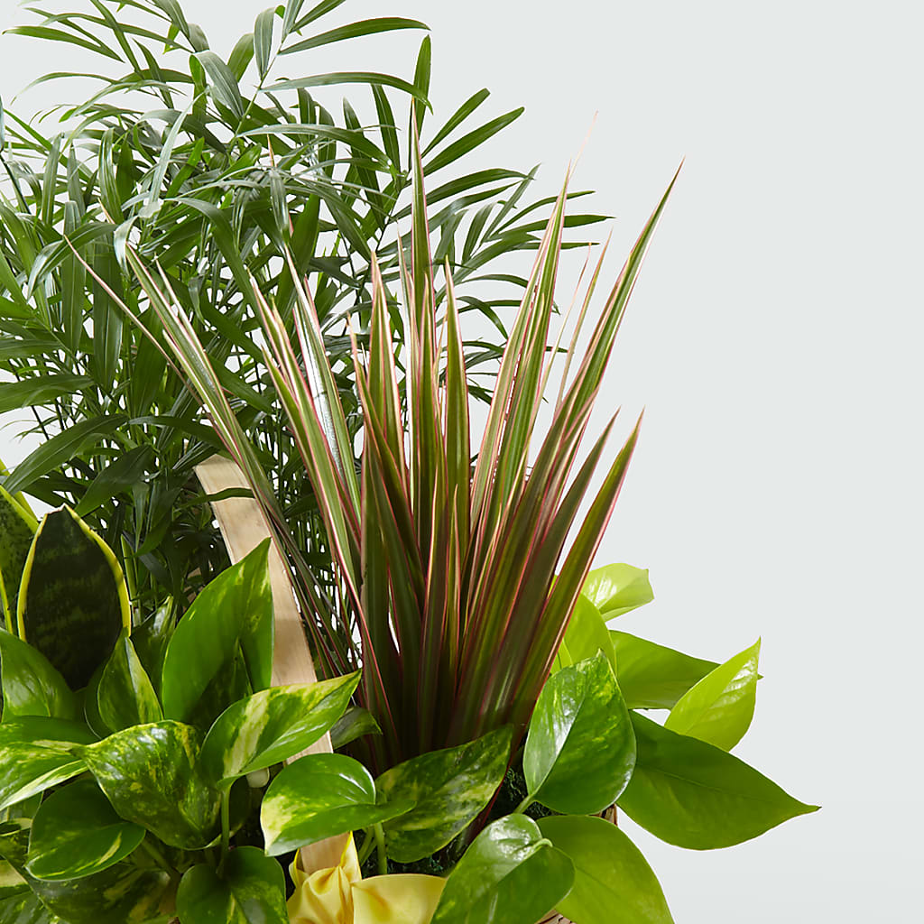 French Garden –  Naugatuck Florist, Naugatuck CT