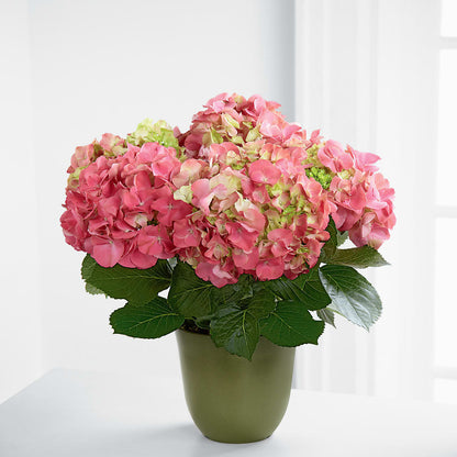 Pink Hydrangea Planter –  Naugatuck Florist, Naugatuck CT