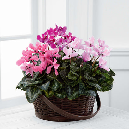 Mixed Cyclamen Planter –  Naugatuck Florist, Naugatuck CT