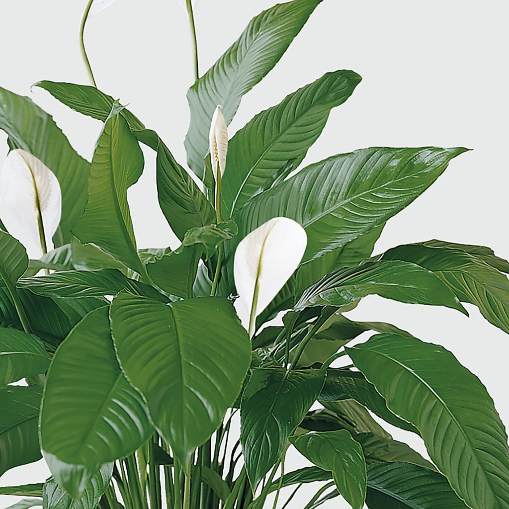 Tranquil Moments Peace Lily Plant –  Naugatuck Florist, Naugatuck CT
