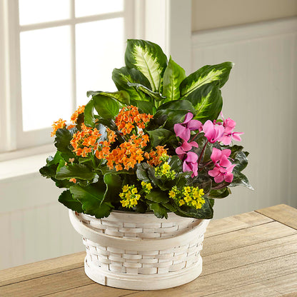 Color Crush Dishgarden –  Naugatuck Florist, Naugatuck CT