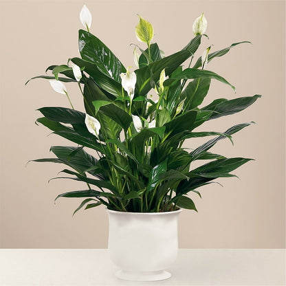 Comfort Planter –  Naugatuck Florist, Naugatuck CT