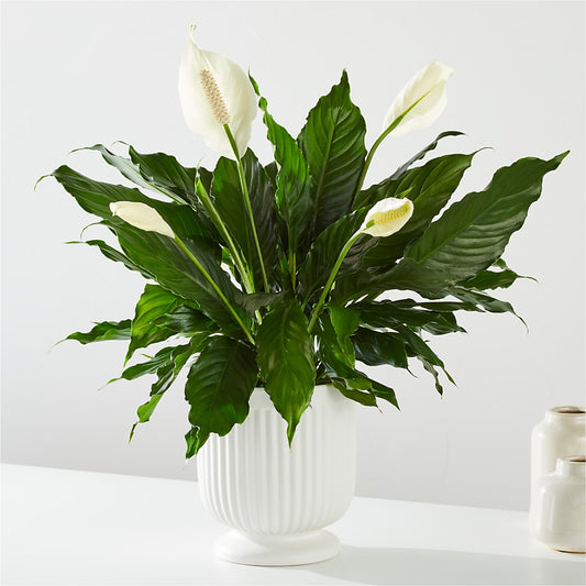 Comfort Planter –  Naugatuck Florist, Naugatuck CT