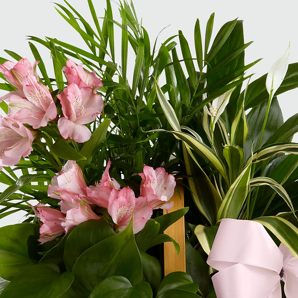 Living Spirit Dishgarden –  Naugatuck Florist, Naugatuck CT