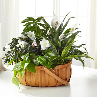 Serene Dishgarden –  Naugatuck Florist, Naugatuck CT