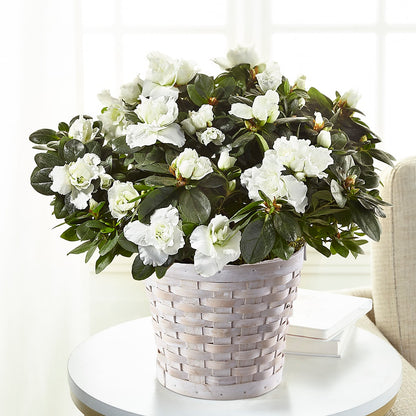 White Azalea Plant –  Naugatuck Florist, Naugatuck CT