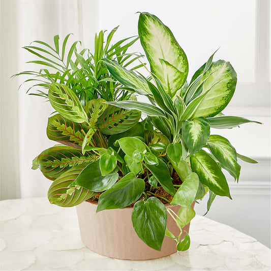 Balance & Harmony Dishgarden –  Naugatuck Florist, Naugatuck CT