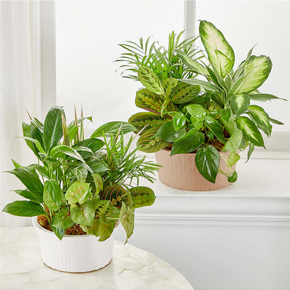 Balance & Harmony Dishgarden –  Naugatuck Florist, Naugatuck CT