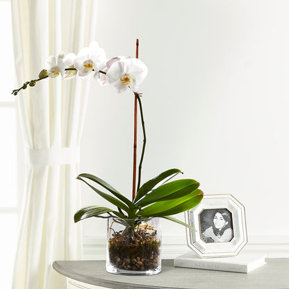 White Orchid Planter –  Naugatuck Florist, Naugatuck CT